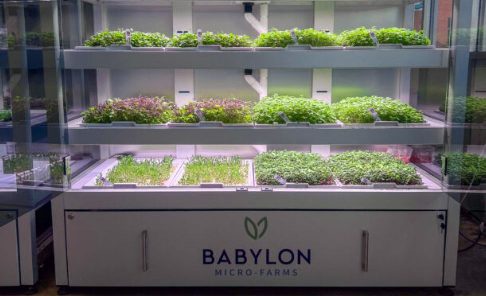 Babylon Micro-Farms indoor hydroponic system growing fresh microgreens under LED lights.